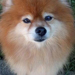 Meet your Posher, Dino